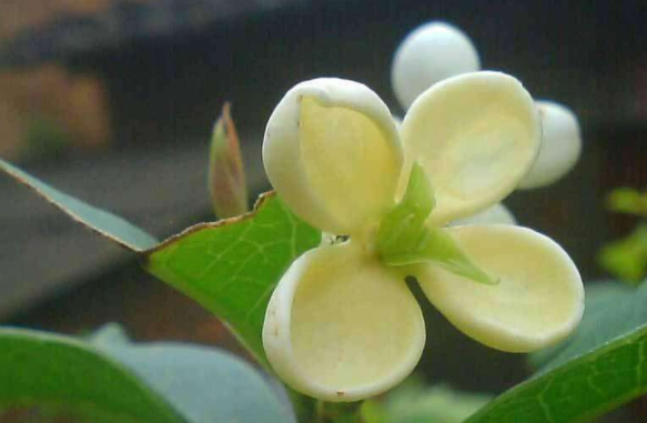 马桂花