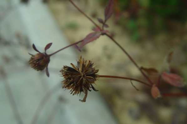 狼把草