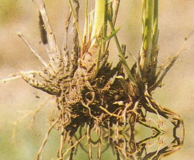 狼把草根