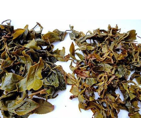 烂茶叶