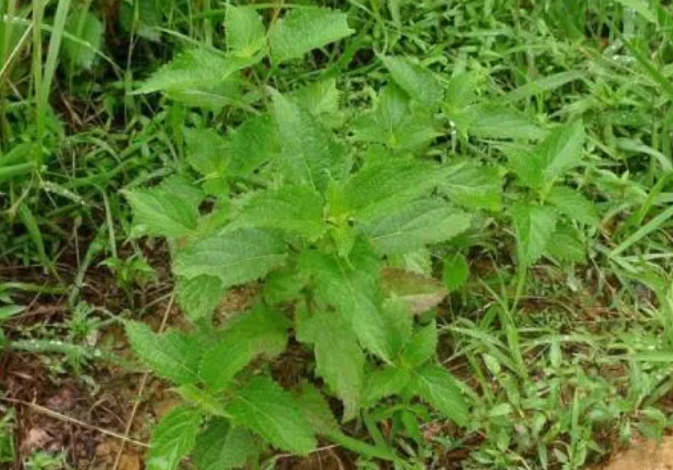 蓝萼香茶菜