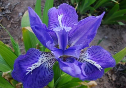 蓝花扁竹