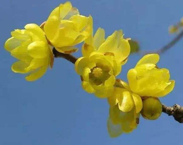 蜡梅花