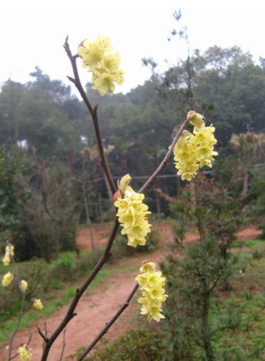 蜡瓣花