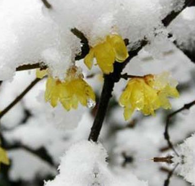 腊雪