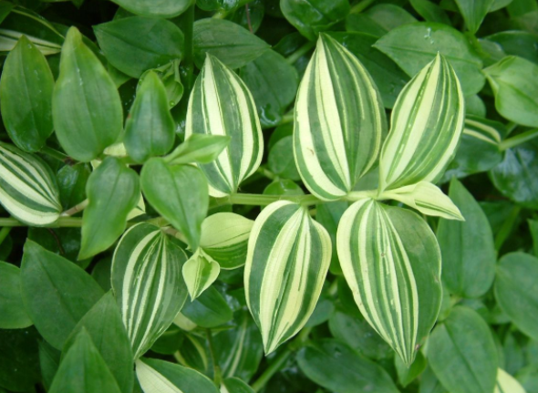 茖葱