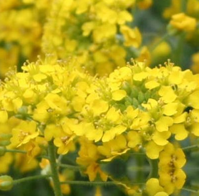 辣根菜