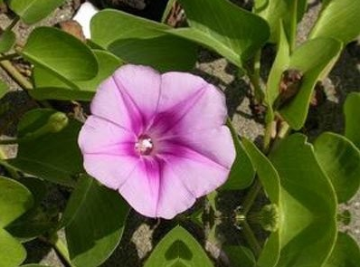 马鞍藤根