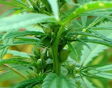 麻花