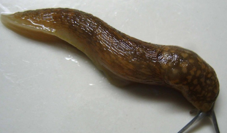 蛞蝓