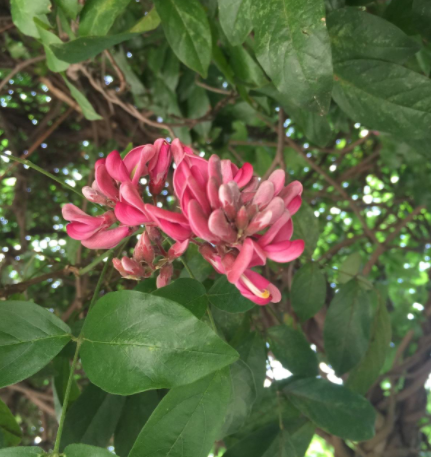 昆明鸡血藤