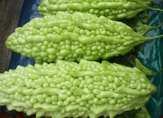 苦瓜根