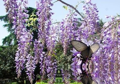 苦葛花
