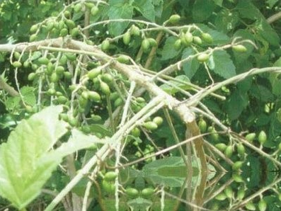 苦豆根
