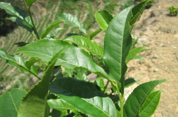 苦茶叶