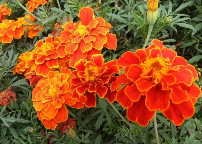 孔雀草