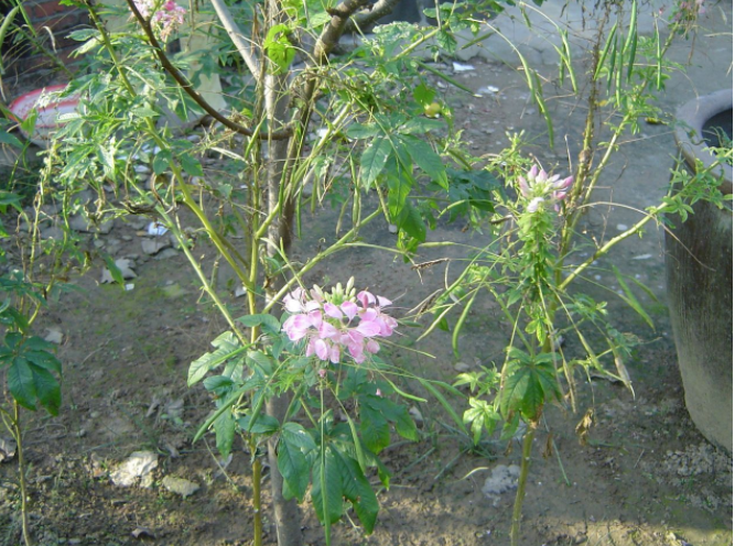 孔雀尾