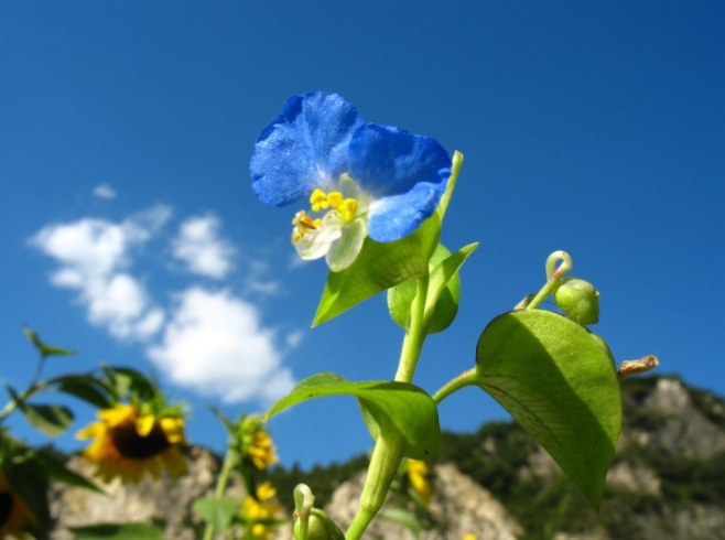 空心花