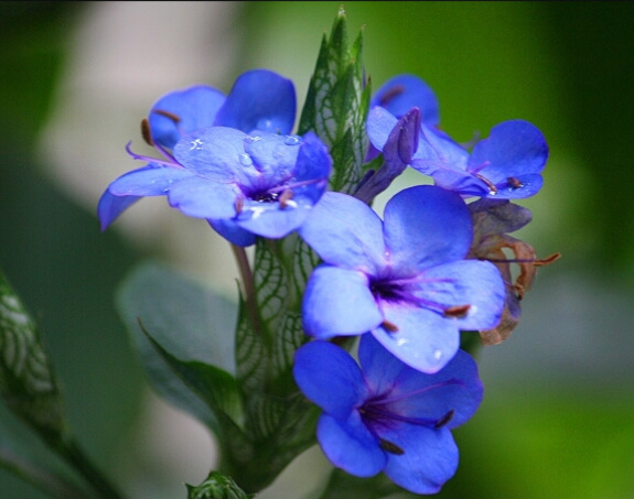 可爱花