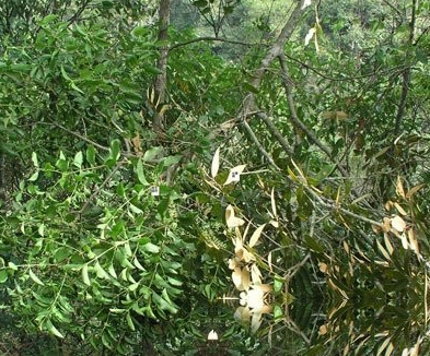 栲栗