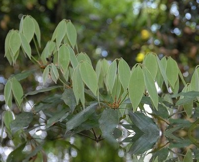 斩木橿子