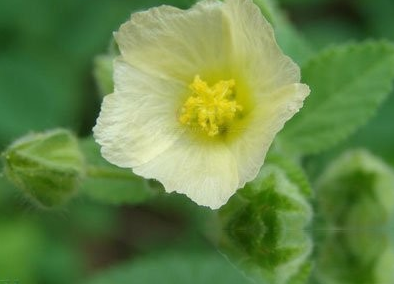 粘毛黄花稔