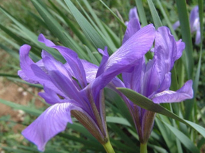 展花乌头