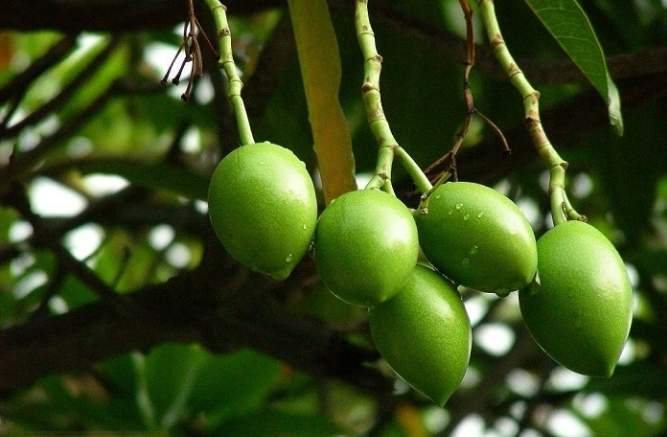 牛心茄子