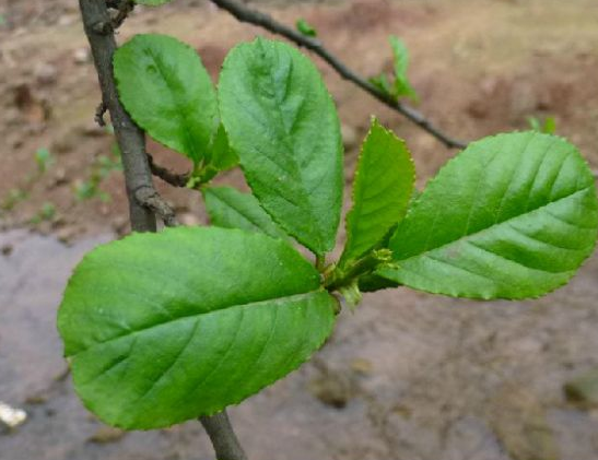 牛屎片植物图片图片