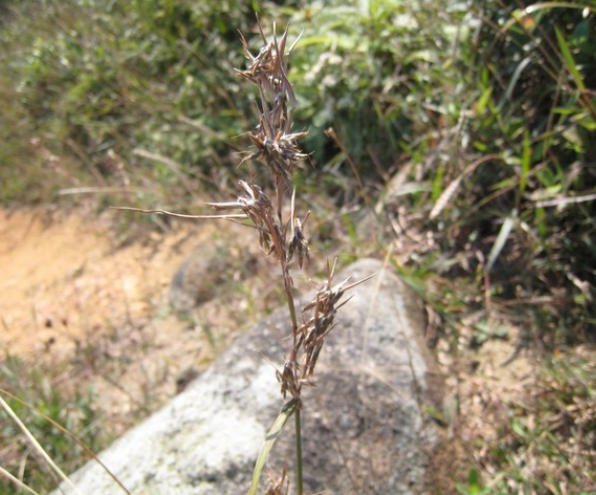 扭鞘香茅