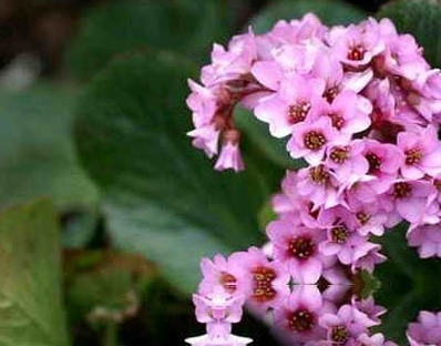 牛耳岩白菜