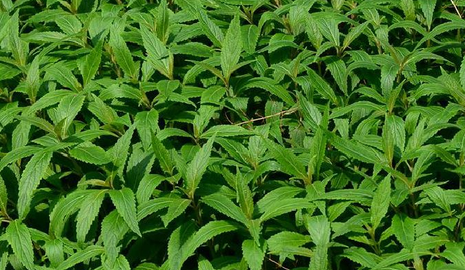 拟缺香茶菜