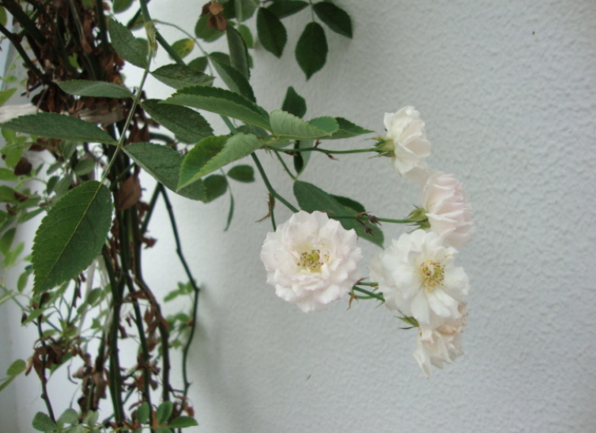 尿泡草