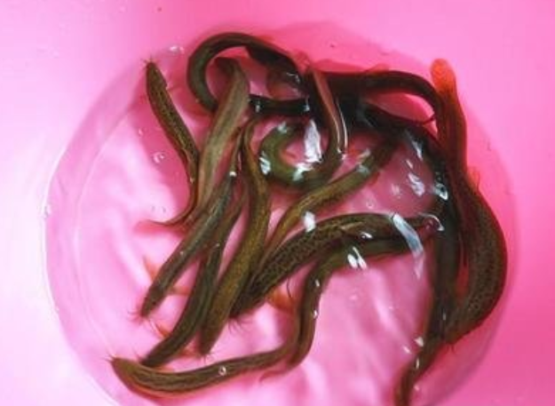 泥鳅滑液