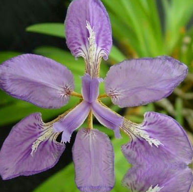 尼泊尔鸢尾子