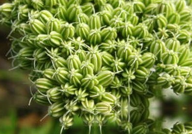 拟囊果芹