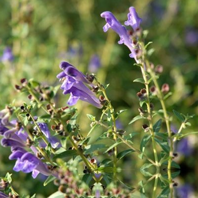 念珠根黄芩