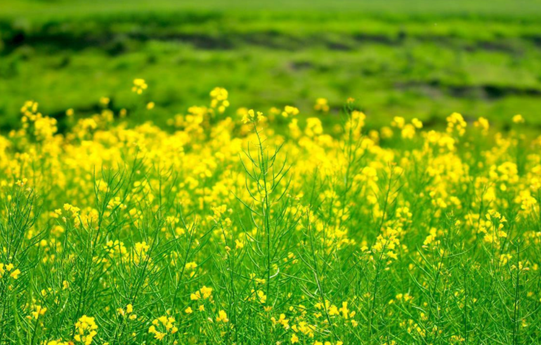 芸苔