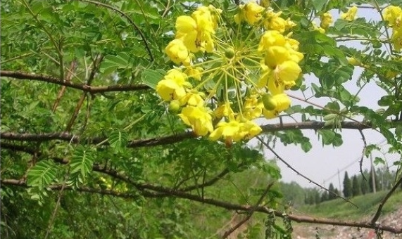云实根