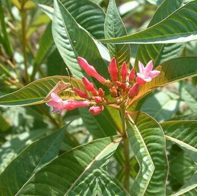 闹狗药