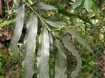 云南小草蔻