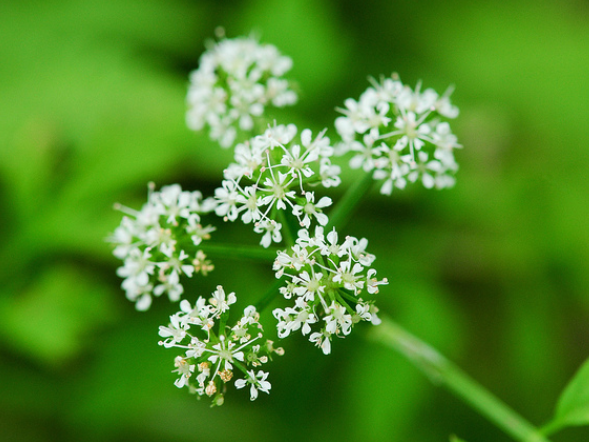 玉山芎穷
