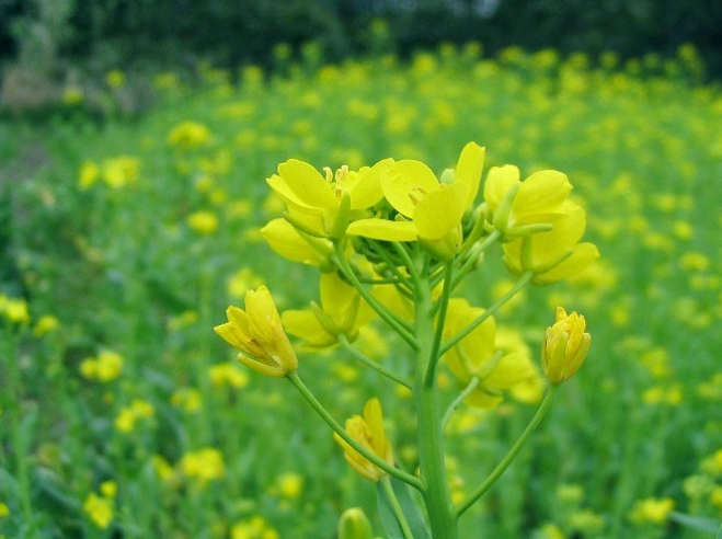 芸薹