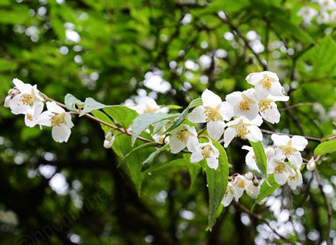 云南山梅花