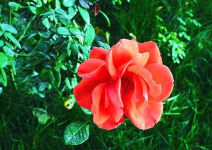 月季花叶