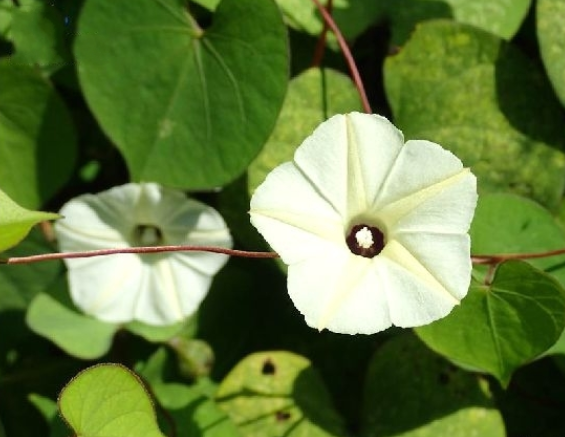 月光花