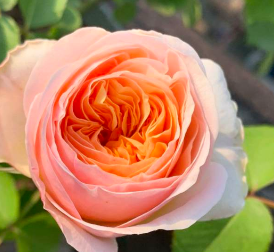 月季花根