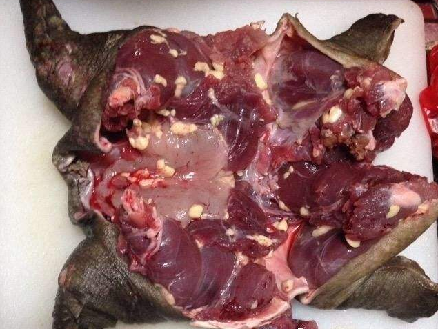 鼋肉