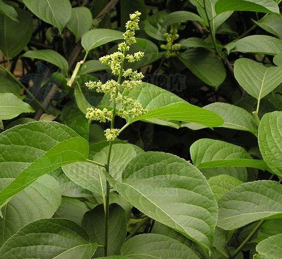 圆锥花南蛇藤根