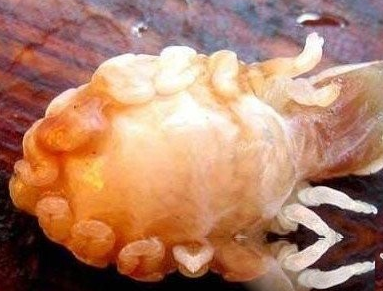 鱼寄生